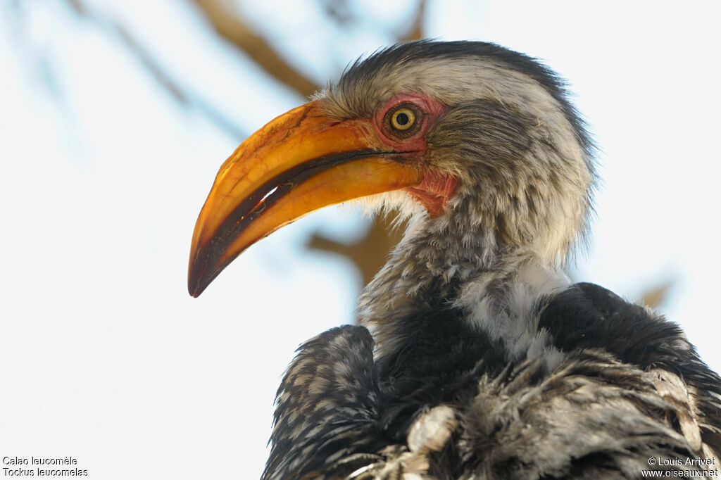 Southern Yellow-billed Hornbill