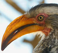 Southern Yellow-billed Hornbill