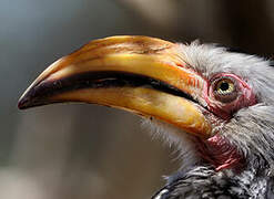 Southern Yellow-billed Hornbill