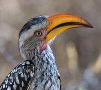 Southern Yellow-billed Hornbill