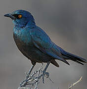 Cape Starling