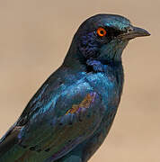 Cape Starling