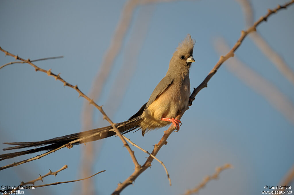 White-backed Mousebird