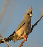 White-backed Mousebird