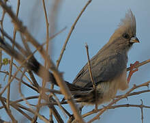 White-backed Mousebird