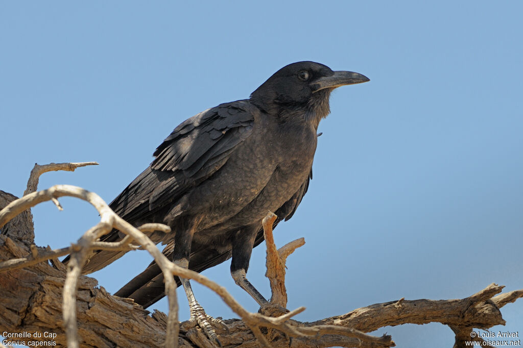 Cape Crow