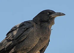 Cape Crow