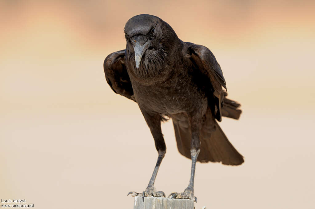 Cape Crowadult