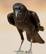 Cape Crow