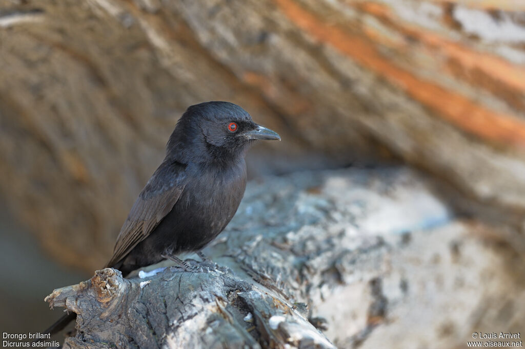 Fork-tailed Drongo