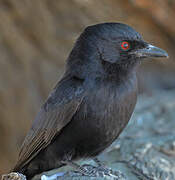 Fork-tailed Drongo