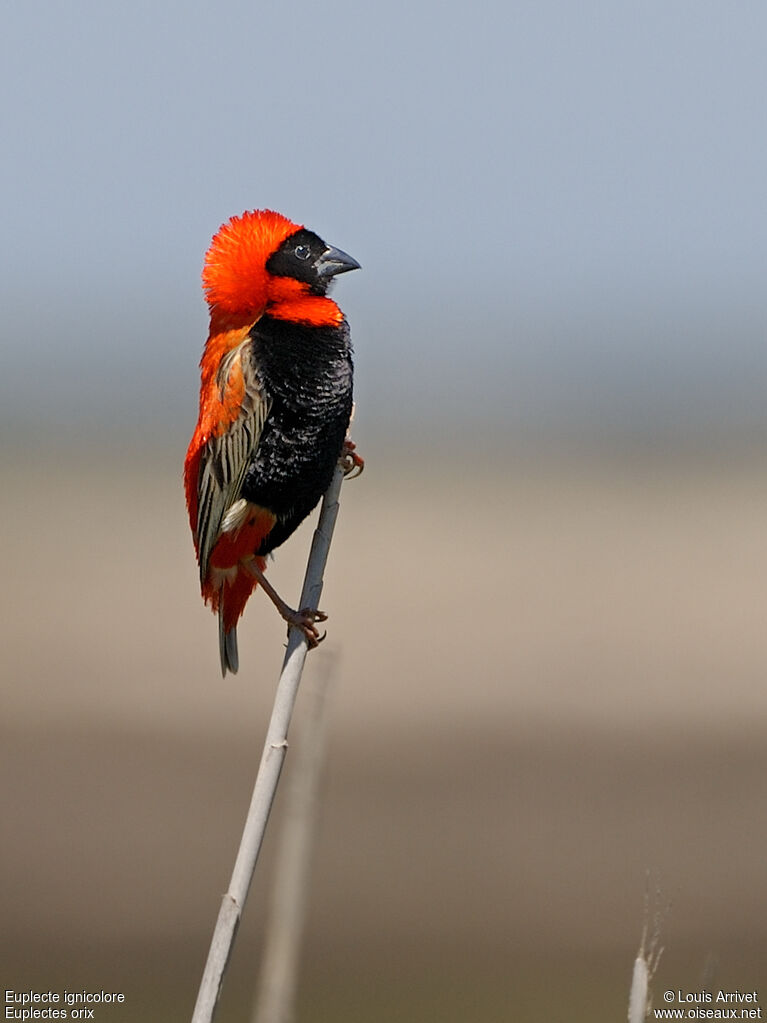 Southern Red Bishop male