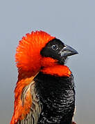 Southern Red Bishop