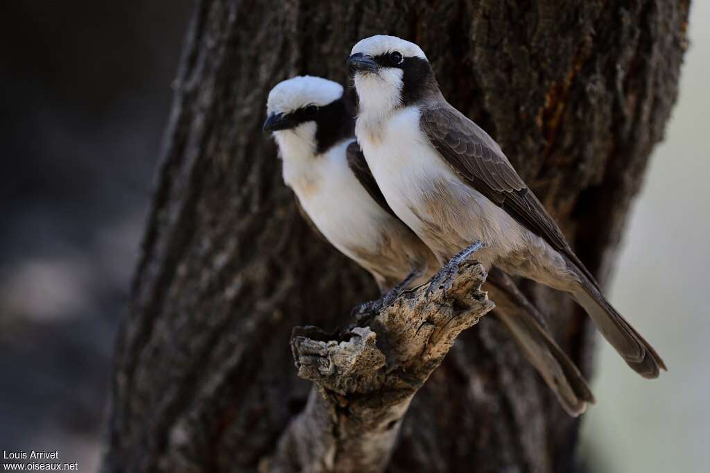 Southern White-crowned Shrikeadult, Behaviour