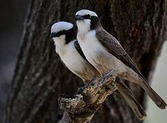 Southern White-crowned Shrike