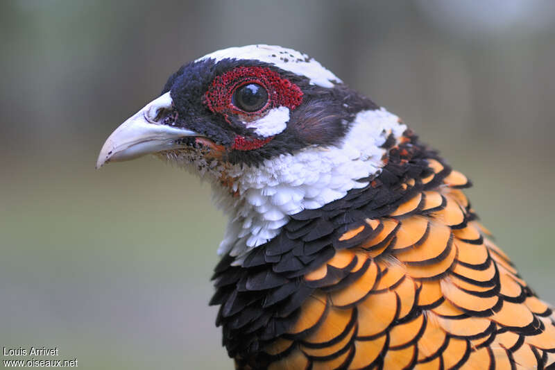 Reeves's Pheasant male, close-up portrait