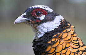 Reeves's Pheasant