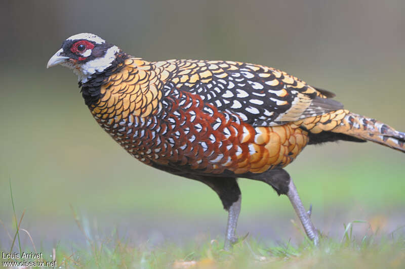 Reeves's Pheasant male adult breeding, aspect, pigmentation