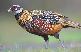 Reeves's Pheasant