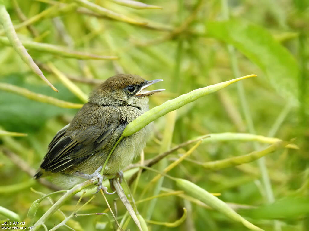 Fauvette à tête noirePoussin, identification