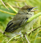 Eurasian Blackcap