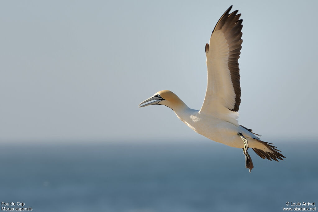 Cape Gannet