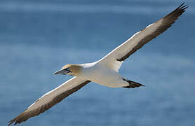 Cape Gannet