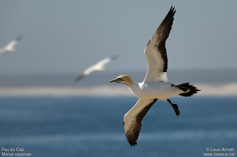 Cape Gannet, Flight