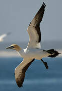 Cape Gannet