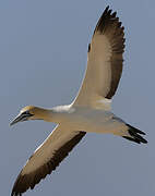 Cape Gannet