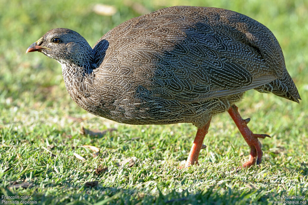 Cape Spurfowl