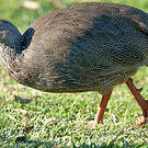 Francolin criard