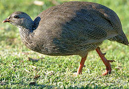 Cape Spurfowl