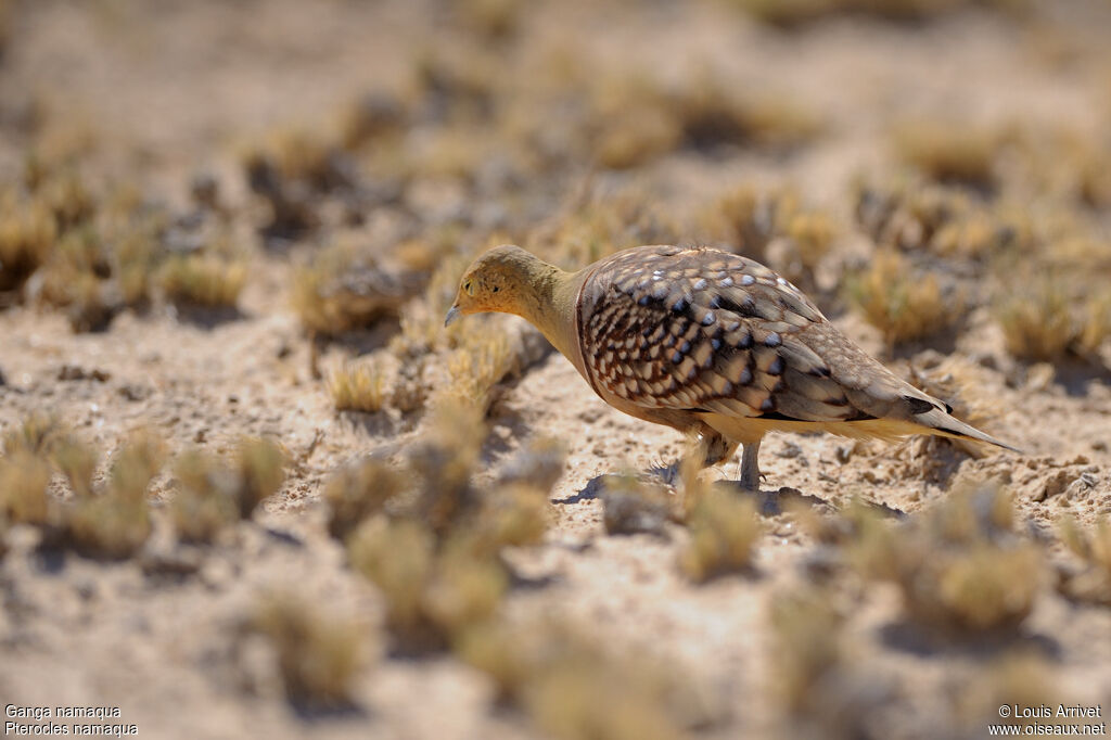 Namaqua Sandgrouse