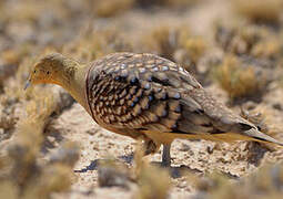 Namaqua Sandgrouse