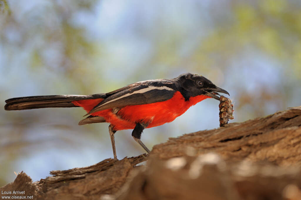 Crimson-breasted Shrikeadult, eats