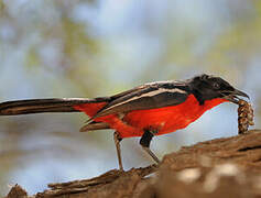 Crimson-breasted Shrike