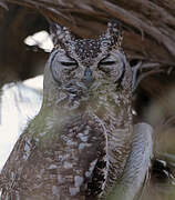 Spotted Eagle-Owl