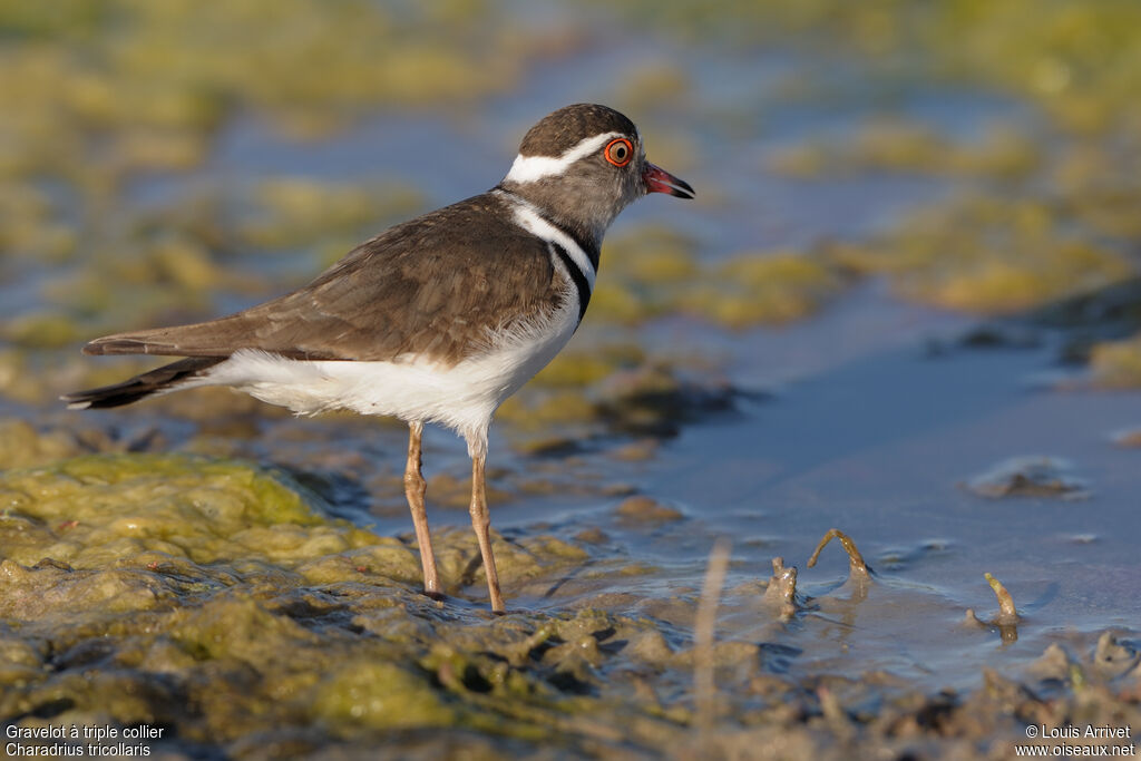 Three-banded Plover