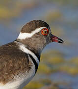 Three-banded Plover