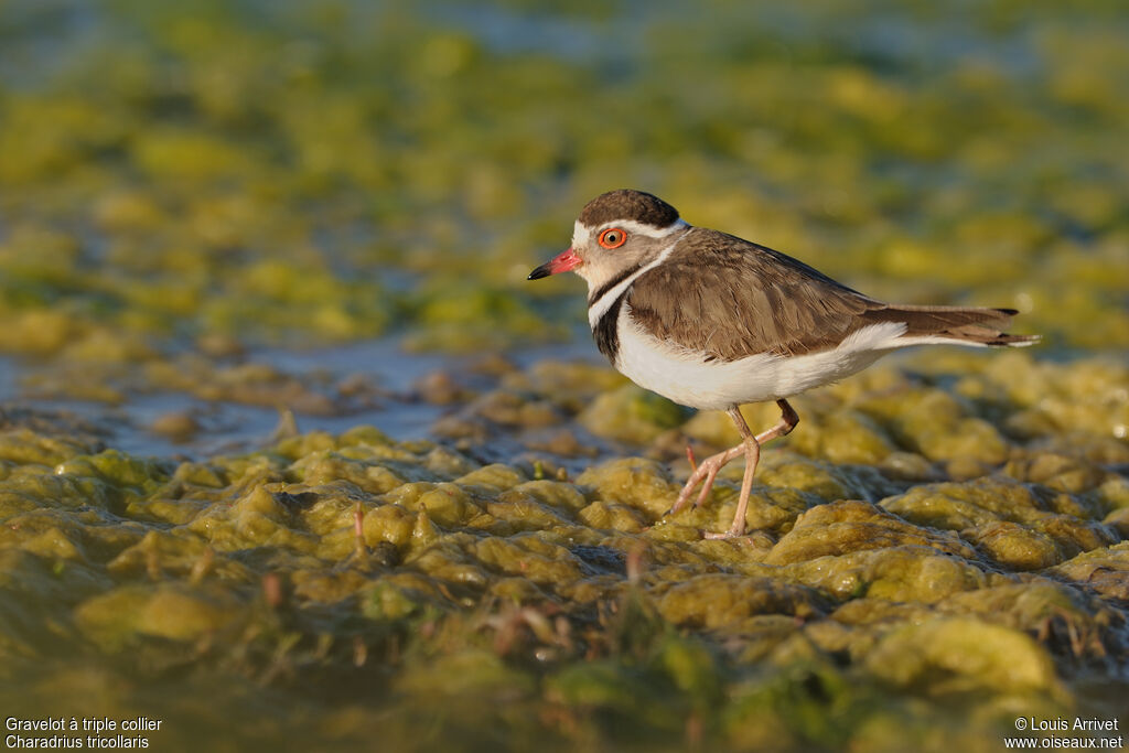 Three-banded Plover