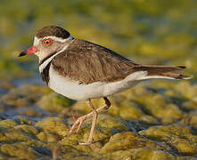 Three-banded Plover