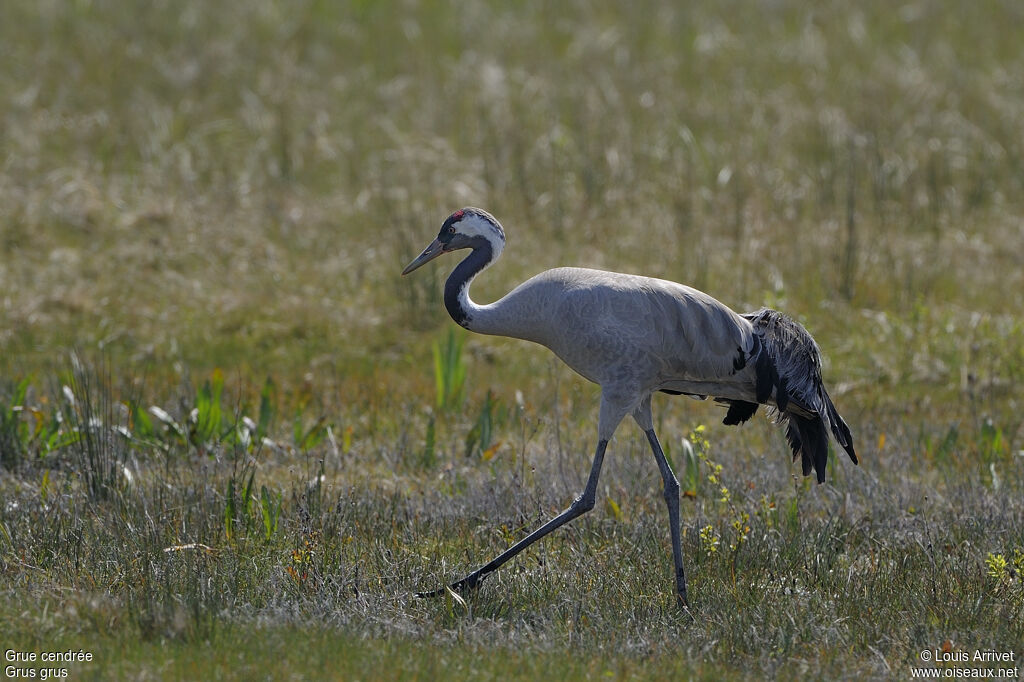 Common Crane