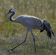 Common Crane