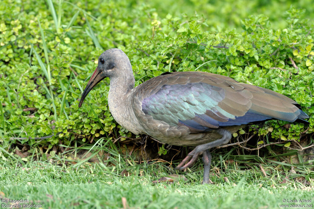 Hadada Ibis