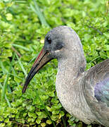 Hadada Ibis