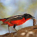 Gonolek rouge et noir