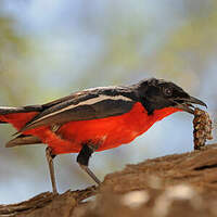 Gonolek rouge et noir