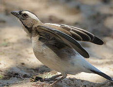 White-browed Sparrow-Weaver