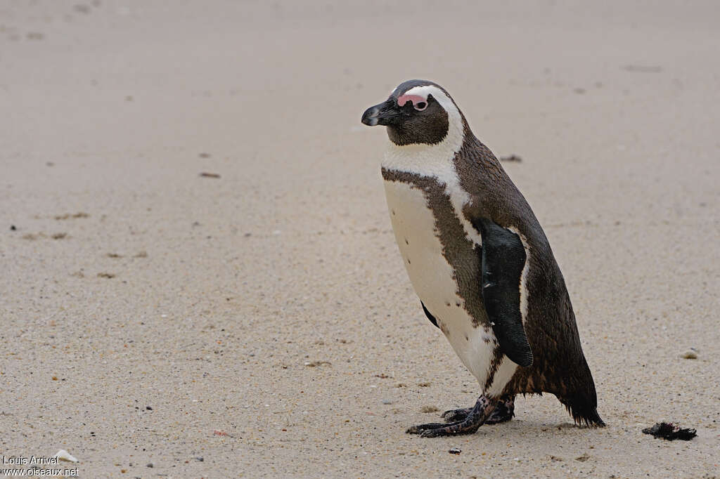 African Penguinadult, identification